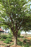 Erythrina velutina árvore.jpg