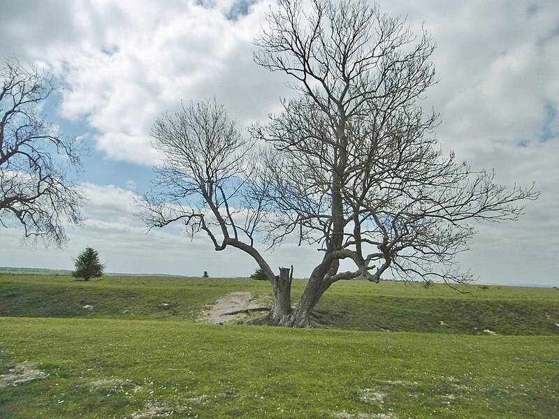 File:Figsbury, ash tree - geograph.org.uk - 5383574.jpg