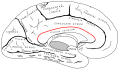 脳梁溝。帯状回の下方の境界を定める脳溝。