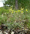 Helianthemum canum Germany - Mainfranken