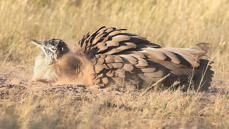 File:Kori bustard, Ardeotis kori, at Kgalagadi Transfrontier Park, Northern Cape, South Africa (33692670664).jpg