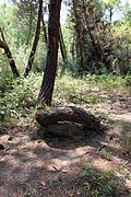 Pineta di torre del lago, pino ricurvo.jpg