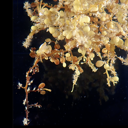 马尾藻（Sargassum）