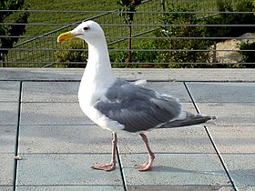 Larus glaucescens