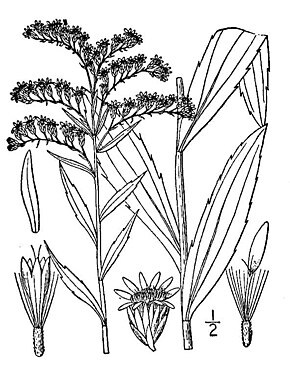 Description de l'image Solidago gigantea05.jpg.