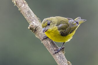 Female E. l. melanura Colombia