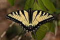 Image 24A tiger swallowtail butterfly (Papilio glaucus) in Shawnee National Forest. Photo credit: Daniel Schwen (from Portal:Illinois/Selected picture)