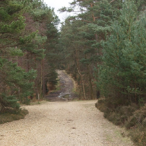 File:Track near Caesar's Camp, Swinley Forest - geograph.org.uk - 729734.jpg