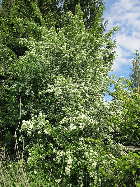 File:20130527Crataegus monogyna3.jpg