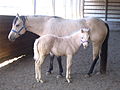 Buckskin mare with Palomino Foal