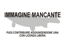 Immagine di Scanilepiformes mancante