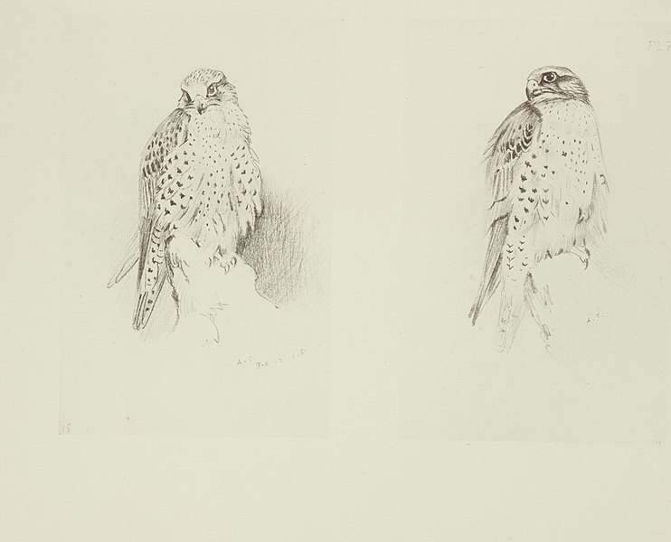 File:A naturalist's sketch book (Plate 7) BHL46157708.jpg