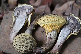 Afroboletus luteolus