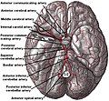 The arteries of the base of the brain. Posterior cerebral artery labeled near center. The temporal pole of the cerebrum and a portion of the cerebellar hemisphere have been removed on the right side. Inferior aspect (viewed from below).