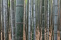 49 Bamboo Forest, Arashiyama, Kyoto, Japan uploaded by Basile Morin, nominated by Basile Morin