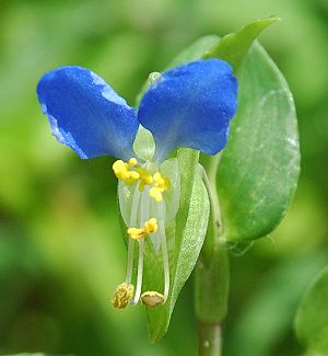 닭의장풀(Commelina communis)