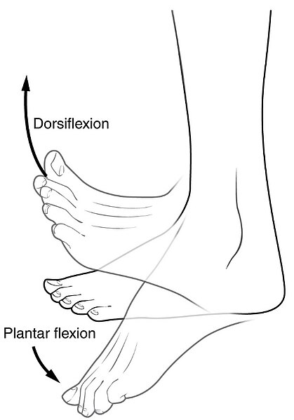 File:Dorsiplantar.jpg