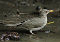 Turdus pelios (cat.)