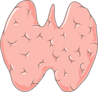 Glands - Thyroid - Front view -- Smart-Servier.png