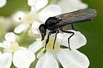 Hilara interstincta