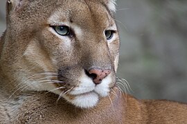 Puma concolor[109]​