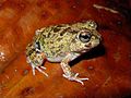 Rana colombiana de cuatro ojos (Pleurodema brachyops).