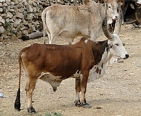 Զեբու