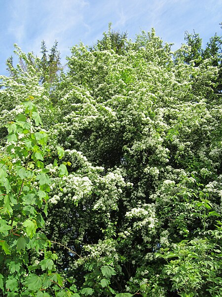 File:20130527Crataegus monogyna2.jpg