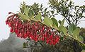 Květenství Macleania rupestris