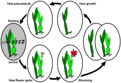 Annual life cycle of sympodially growing orchids with dormancy after completion of new growth/pseudobulb, e.g., Miltonia, or Odontoglossum