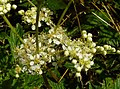 Meadowsweet at the site