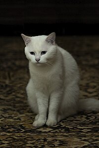 Turkish Angora from Oran, Algeria