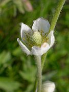 Anemone multifida