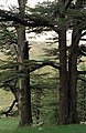 'Cedars of God', Lebanon