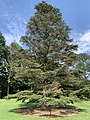 Cedrus libani var. stenocoma—cultivated