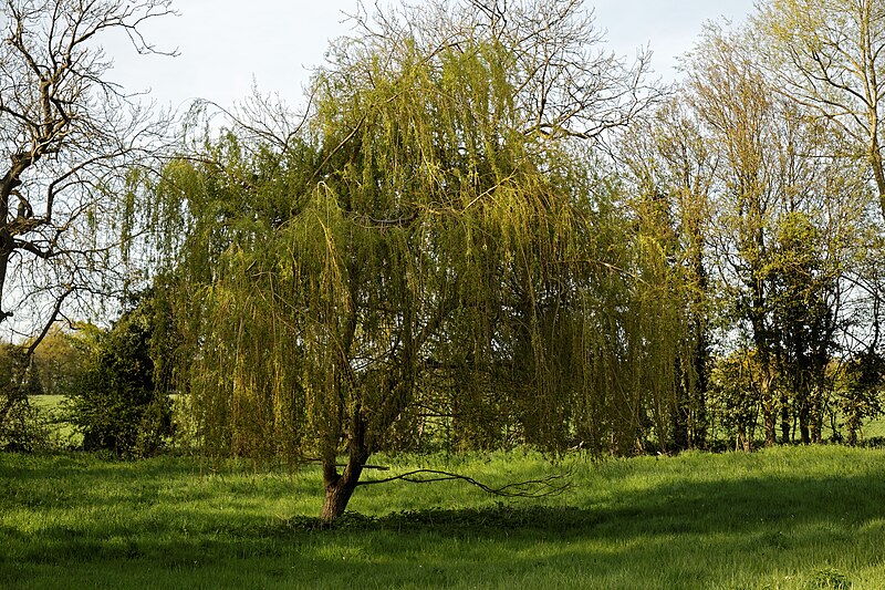 File:Field with willow tree on Little Laver Road, Essex England.jpg