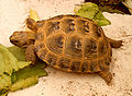 Testudo horsfieldii female, Napoli, Italia