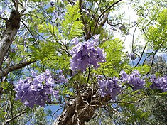 Fleurs de Flamboyant bleu