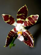 Phalaenopsis sumatrana