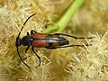 Stenurella bifasciata (Müller, 1776) ♀