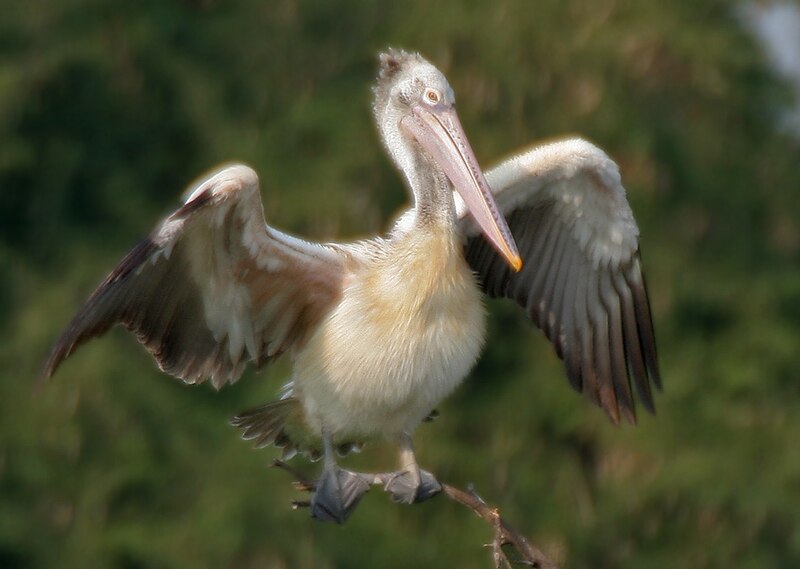 File:Spot-billed Pelican (Pelecanus philippensis) in Garapadu, AP W IMG 5168.jpg