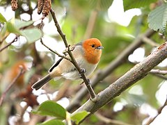 Description de l'image Thlypopsis pectoralis - Brown-flanked Tanager; Huanuco, Peru.jpg.