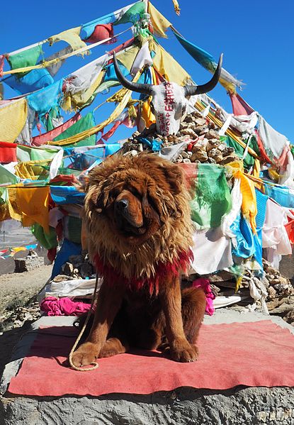 File:Tibetan Mastiff (23751767726).jpg