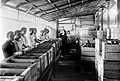 Sorting oranges in the Cultuurtuin