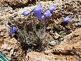 Campanule non identifiée Jardin botanique du col du Lautaret