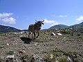 Vaca a l'Orri Vell - Pardines - Vall del Segadell