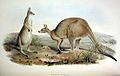 Macropus giganteus