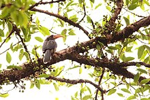 Malabar hornbill