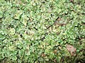 Marchantia polymorpha (ru:Маршанция обыкновенная) (en:Common liverwort) (de:Brunnenlebermoos) (lv:Parasta maršancija)