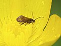 Lissan House, Cookstown, Northern Ireland; feeding on pollen of Ranunculus repens.